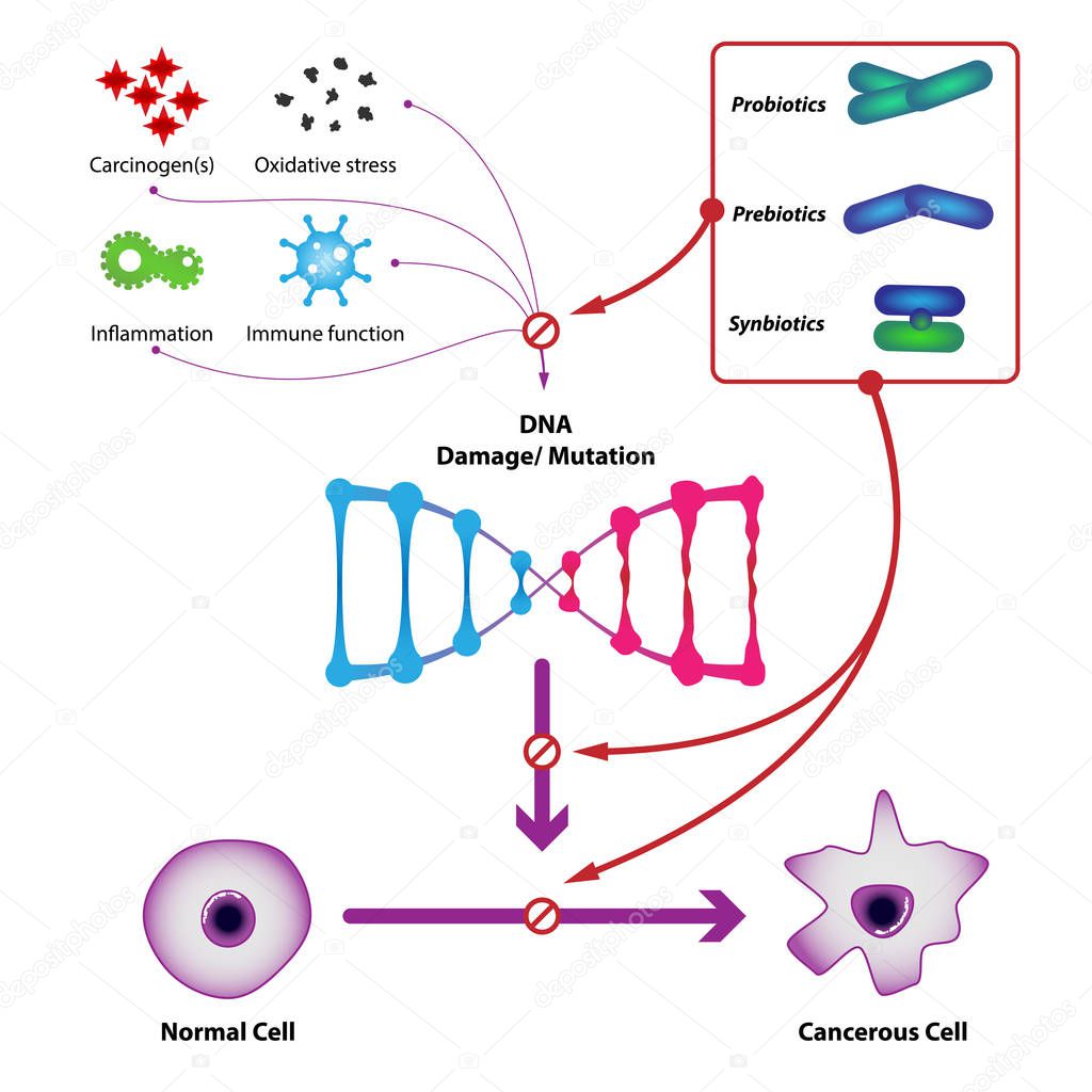 Probiotic bacteria prevent DNA damage and mutation, prevent the formation of cancer cells. Medical vector illustration