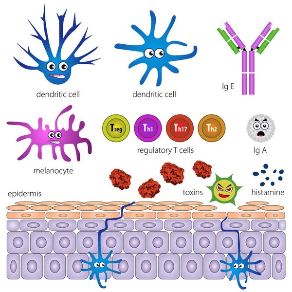 The cells of the protective layer of the skin. Protection against inflammation — Stock Vector