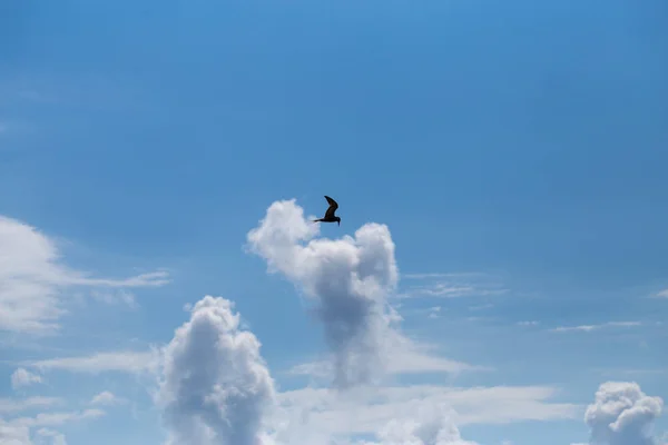 海鸟在云层上方的蓝天中高飞 — 图库照片