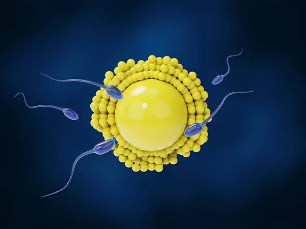 Sperm approaching egg on a dark blue background