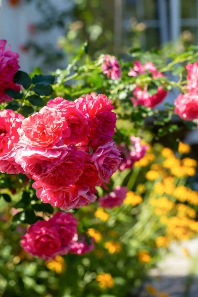 Jardín rosal en el fondo de una ventana de la casa —  Fotos de Stock