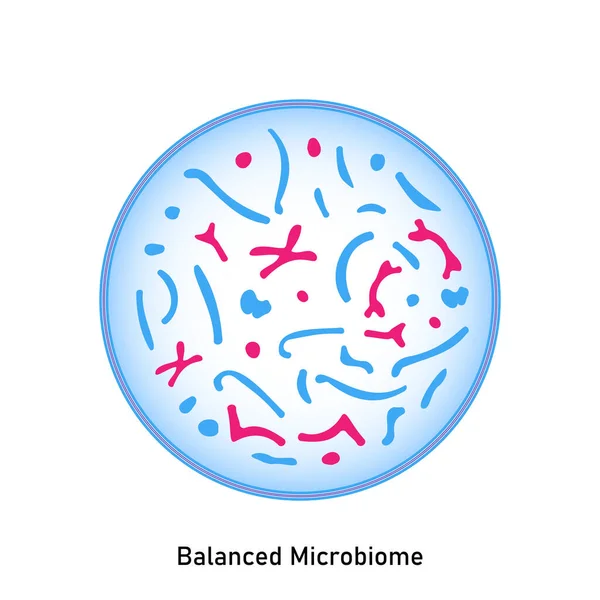 Balanced microbiome. Normal flora of the skin and mucous membranes. Probiotics. Lactic acid bacteria. Good bacteria and microorganisms for gut and intestinal flora health. Bifidobacterium, lactobacillus, lactococcus, thermophilus streptococcus. Medic
