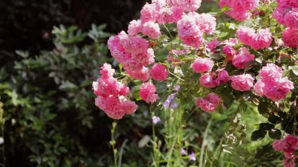 Een Grote Rozenstruik Met Grote Roze Bloemen Zwaait Wind Tuin — Stockvideo