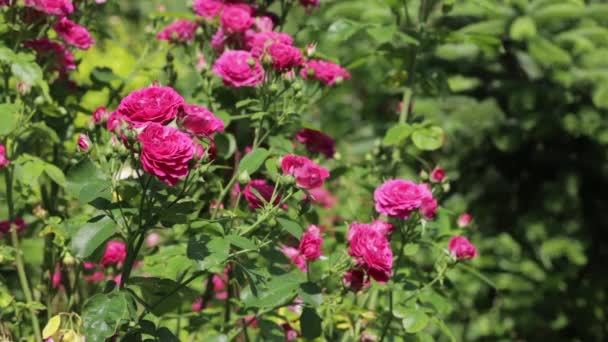 Ένας Μεγάλος Τριανταφυλλός Θάμνος Μεγάλα Ροζ Λουλούδια Ταλαντεύεται Στον Άνεμο — Αρχείο Βίντεο