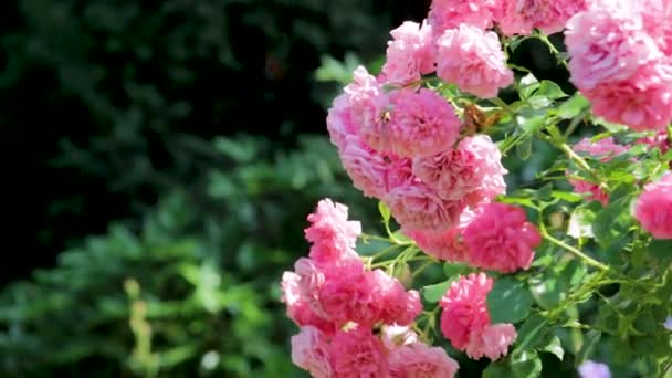 Ein Großer Rosenstrauch Mit Großen Rosafarbenen Blüten Wiegt Sich Garten — Stockvideo