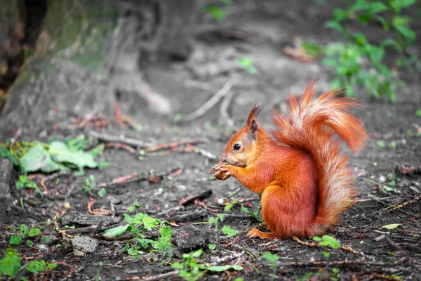 公園でクルミを食べるかわいい赤い野生のリス クローズアップビュー — ストック写真