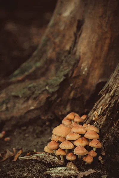 Funghi Velenosi Inestinguibili Nella Foresta Vicino Tronco Vecchio Albero Morto — Foto Stock