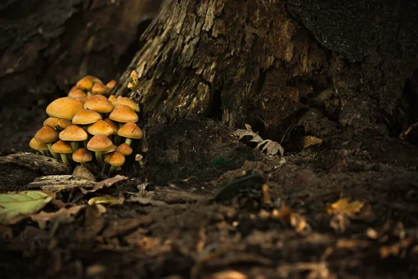 古い枯れ木の幹の近くの森の中の無敵の毒キノコ 神秘的な雰囲気の写真 — ストック写真