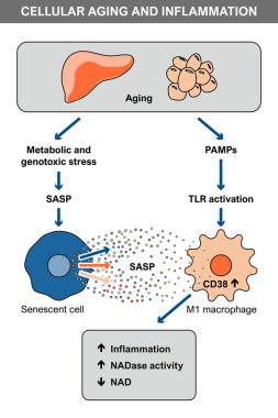 Diyagram, hücresel yaşlanma, iltihap, SASP salgılama ve CD38 'in makrofajlarda etkinleştirilmesi, NAD' nin azalmasına ve metabolik strese katkıda bulunmasını açıklıyor..