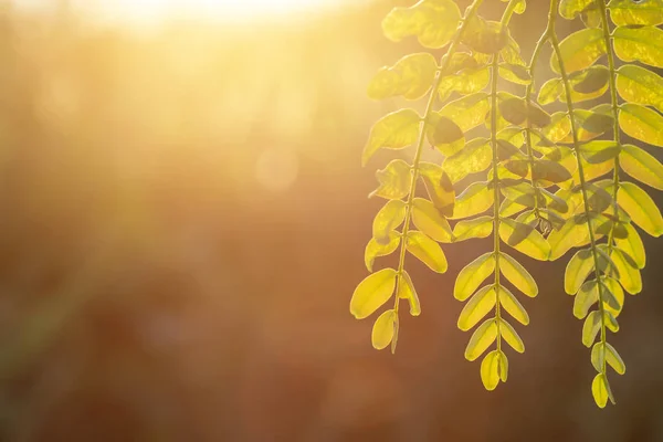 Macro Bright Young Green Leaf Branch Sunlight Blur Background Copy — Stock Photo, Image