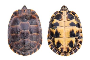 Üstten görünüm küçük beyaz arka plan üzerinde izole her iki tarafında turtle