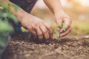 Holding ve toprağa genç kelebek bezelye ağaç dikme el kapatın. Dünya ve ekoloji kavramı kaydetmek