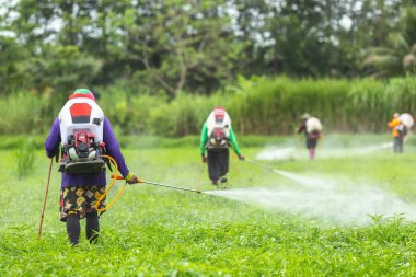 Sukhothai, Tayland - 17 Haziran 2018: 17 Haziran 2018 Sukhothai alanına genç yeşil pirinç kimyasal püskürtme bir Tanımlanamayan kişi.