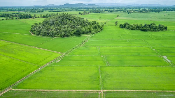 Belle Rizière Verte Dans Nord Thaïlande Vue Aérienne Depuis Drone — Photo