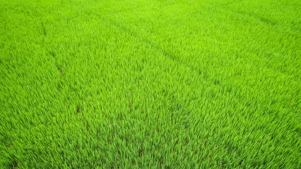 美しい緑の水田でタイの北部 飛行ドローンから空撮 — ストック写真