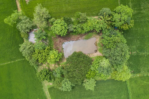 Aerial View Flying Drone Beautiful Green Area Young Rice Field — Stock Photo, Image