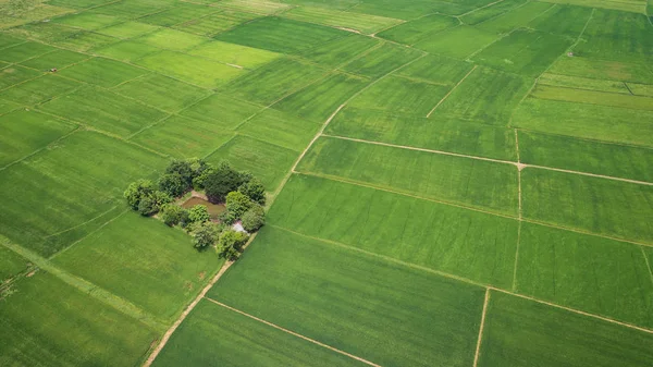 Widok Lotu Ptaka Latanie Drone Pięknej Zielonej Okolicy Młodych Ryżu — Zdjęcie stockowe