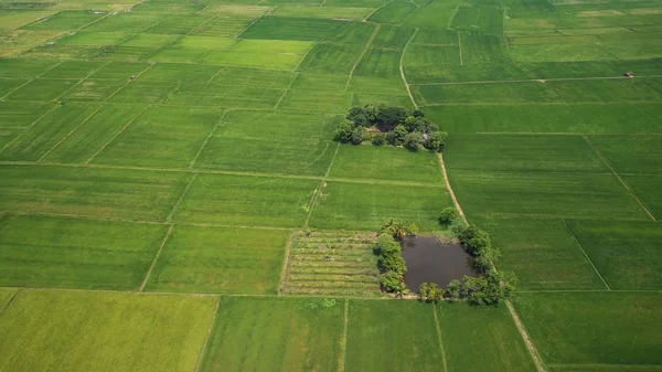 Vedere Aeriană Drona Zburătoare Zona Verde Frumoasă Câmpului Orez Tânăr — Fotografie, imagine de stoc