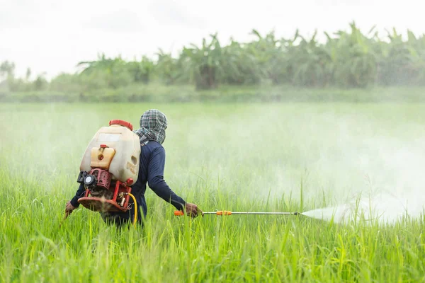 Thailändischer Bauer Mit Maschine Und Sprühchemie Auf Junges Grünes Reisfeld — Stockfoto