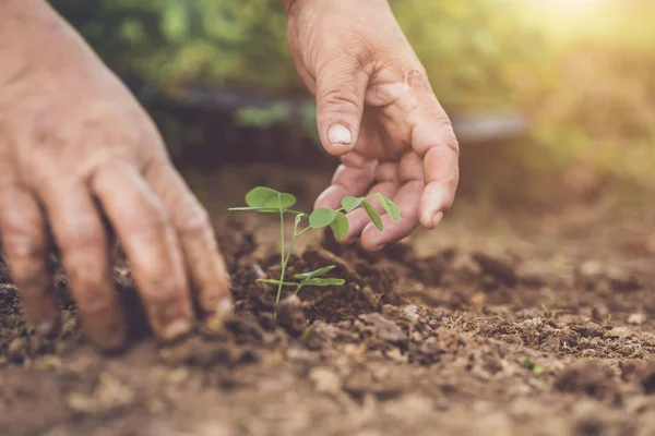 把小蝴蝶豌豆树放在土里 把手举起来 拯救世界与生态理念 — 图库照片