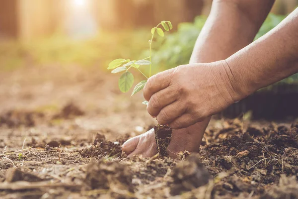 Feche Mão Segurando Plantando Jovem Borboleta Ervilha Solo Salvar Mundo — Fotografia de Stock