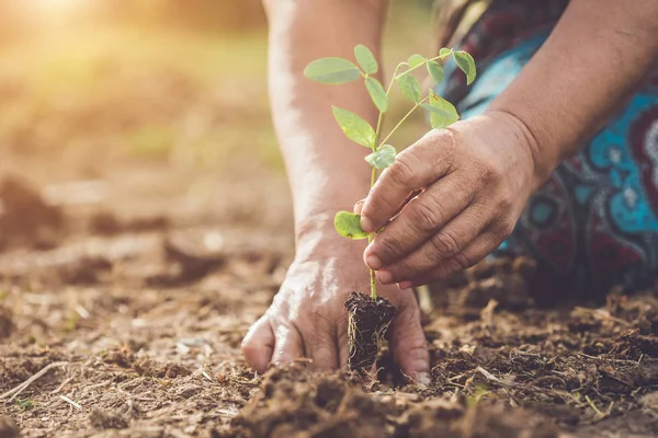 把小蝴蝶豌豆树放在土里 把手举起来 拯救世界与生态理念 — 图库照片