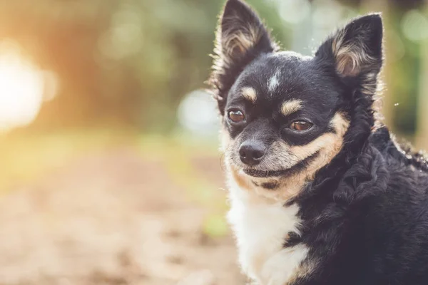 Close Headshot Cute Chihuahua Dog Blur Background — Stock Photo, Image