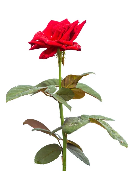 Macro Flor Rosa Roja Fresca Rama Con Hoja Verde Aislado — Foto de Stock