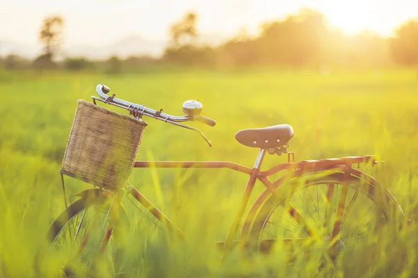 Red Japan Stijl Klassieke Fiets Het Groene Veld Zonsondergang Tijd — Stockfoto