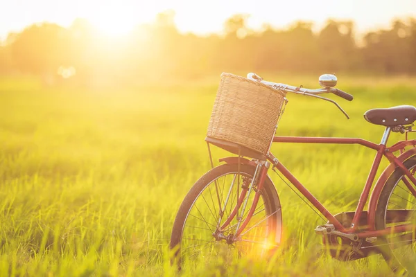 Red Japan style classic bicycle at the green field in sunset time