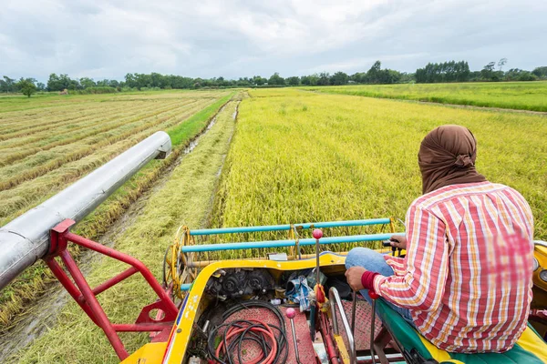 People Harvester Agriculture Machine Harvesting Rice Field Working — Stock Photo, Image