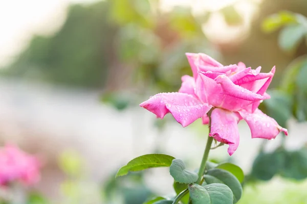 Macro Fresh Pink Rose Flower Branch Water Drop Garden Decoration — Stock Photo, Image