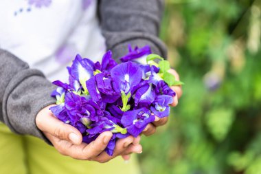 Taze mor kelebek bezelye çiçek tutan kadın el