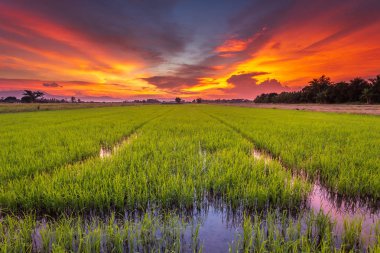 Genç yeşil pirinç alan ve güzel gökyüzü günbatımı Panorama Manzara Tayland