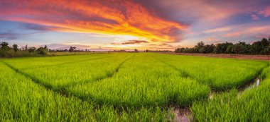 Genç yeşil pirinç alan ve güzel gökyüzü günbatımı Panorama Manzara Tayland