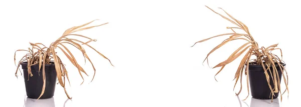 Желтое Мертвое Растение Pandanus Горшке Студия Снята Изоляции Белом Фоне — стоковое фото