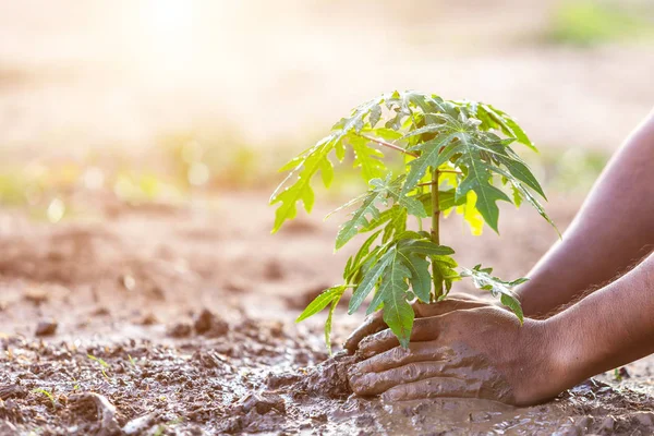 Cierre Mano Sosteniendo Suelo Plantando Árbol Papaya Joven Suelo Salvar — Foto de Stock