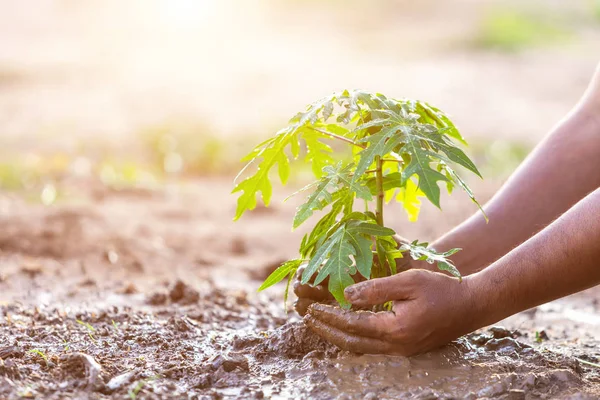 Cierre Mano Sosteniendo Suelo Plantando Árbol Papaya Joven Suelo Salvar — Foto de Stock