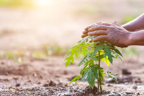 Cierre Mano Sosteniendo Suelo Plantando Árbol Papaya Joven Suelo Salvar — Foto de Stock