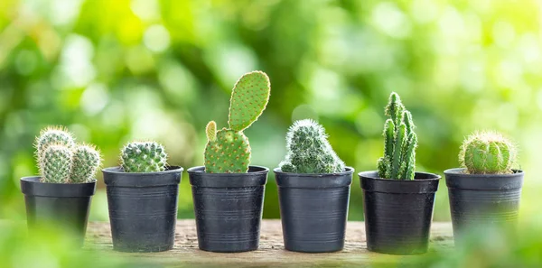 Inny Mały Kaktus Plastikowe Doniczki Drewnianym Stole Zielony Natura Rozmycie — Zdjęcie stockowe