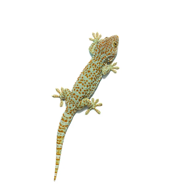 Duvara Tırmanma Beyaz Arka Plan Üzerinde Izole Büyük Boy Gecko — Stok fotoğraf