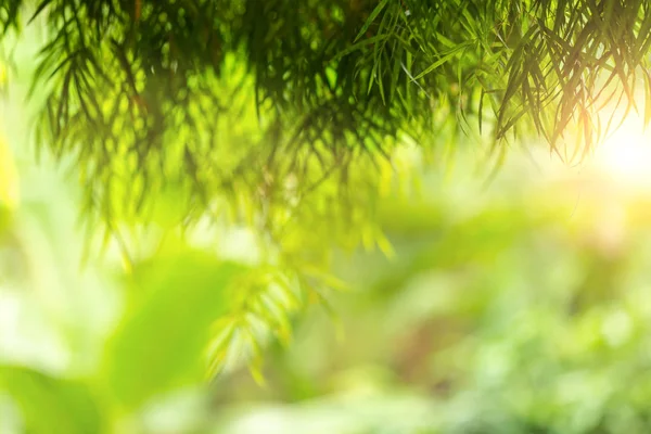 Verschwommener Hintergrund Grüner Abstrakt Der Unscharfen Natur Sonnenlicht Mit Bokeh — Stockfoto