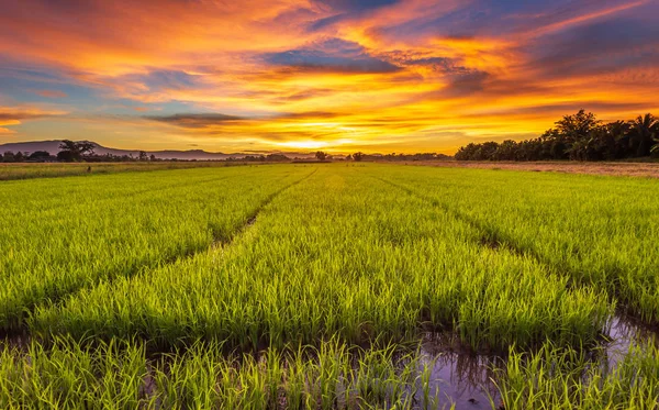 Panorama Landschap Van Jonge Groene Rijst Veld Mooie Hemel Zonsondergang — Stockfoto