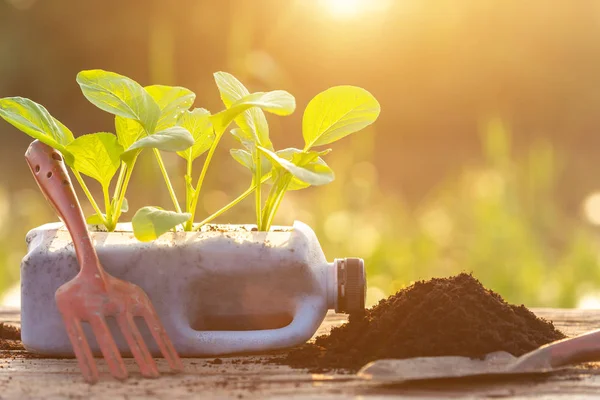 Plastic recycle concept : People planting vegetable in plastic bottle and pile of soil on wooden table with sunlight in morning time