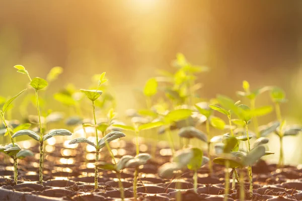 Close Young Green Plant Plastic Planting Wooden Table — Stock Photo, Image