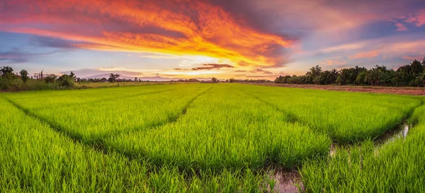 Panorama Paysage Jeune Rizière Verte Beau Coucher Soleil Ciel Thaïlande — Photo