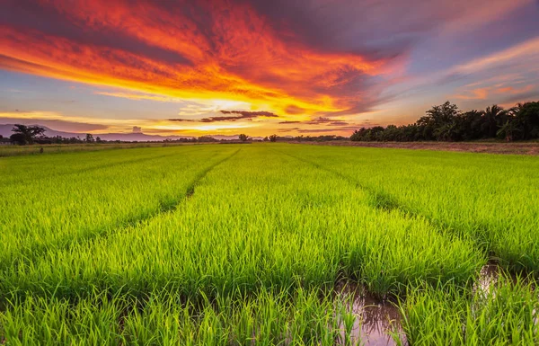 Krajobraz Panorama Młody Zielony Ryżu Pola Piękne Niebo Zachód Słońca — Zdjęcie stockowe