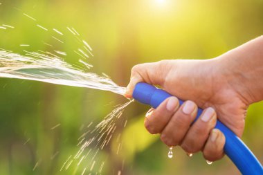 El tutma mavi su hortum ve açık bahçe bitki sulama. Bahçe kavramı