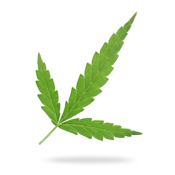 Gröna Färska Marijuana Blad Isolerad Vit Bakgrund Sparad Med Urklippsbana — Stockfoto