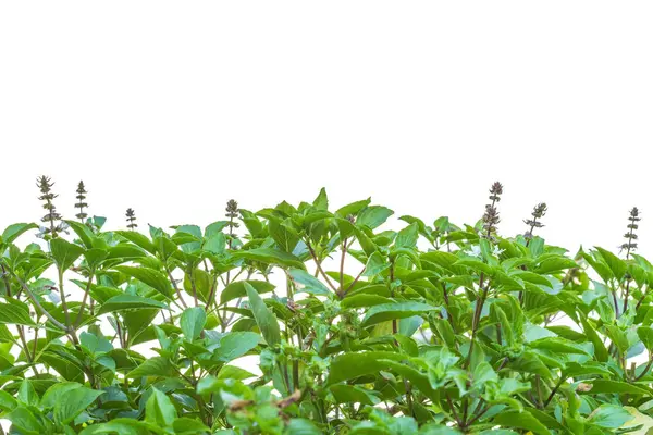 Close Fresh Green Basil Leaf Wooden Table Background Food Concept — Stock Photo, Image